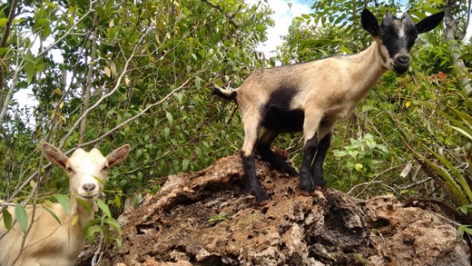 Chèvres en liberté